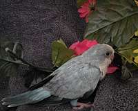 parakeet-for-sale