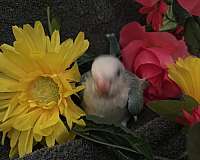 baby-bird