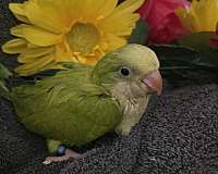 baby-parakeet-for-sale