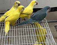 blue-green-bird-for-sale-in-oklahoma-city-ok