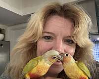 pineapple-bird-for-sale-in-port-charlotte-fl