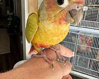 green-cheek-conure-for-sale