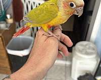 crimson-green-cheek-conure-for-sale