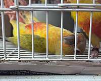 opaline-green-cheek-conure-for-sale
