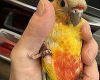 pineapple-green-cheek-conure-for-sale