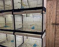 parrotlet-for-sale