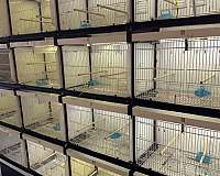 roller-bird-for-sale-in-oklahoma-city-ok