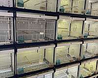 bird-for-sale-in-oklahoma-city-ok