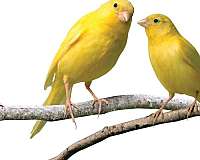 canary-for-sale-in-houston-tx