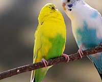 bird-for-sale-in-houston-tx