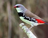 young-bird