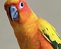 sun-conure-for-sale-in-saylorsburg-pa