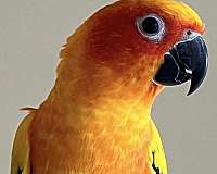 bird-for-sale-in-saylorsburg-pa