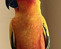 adult-bird-for-sale-in-saylorsburg-pa