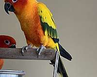 conure-sun-conure-for-sale-in-saylorsburg-pa
