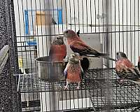 parakeet-bourke-parakeet-for-sale-in-las-vegas-nv