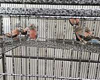 bird-for-sale-in-las-vegas-nv