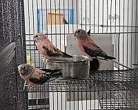 adult-bird