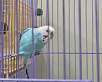 parakeet-for-sale