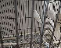 parakeet-for-sale-in-las-vegas-nv