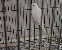 adult-bird