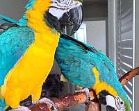 blue-gold-macaw-for-sale