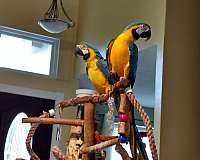 large-bird-for-sale