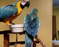 large-blue-gold-macaw-for-sale