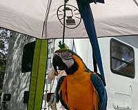 bonded-pair-bird-for-sale