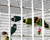 blue-lutino-bird-for-sale-in-oklahoma-city-ok