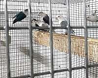 lovebird-for-sale