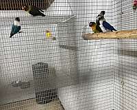 bird-for-sale-in-oklahoma-city-ok