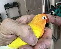 adult-bird