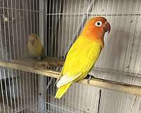 lovebird-for-sale-in-oklahoma-city-ok