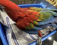green-wing-macaw-for-sale