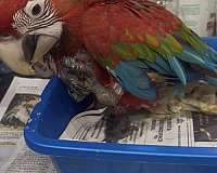 bird-for-sale-in-brooklyn-ny