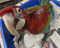 green-wing-macaw-for-sale-in-brooklyn-ny