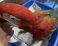 macaw-green-wing-macaw-for-sale-in-brooklyn-ny