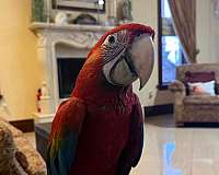 baby-bird