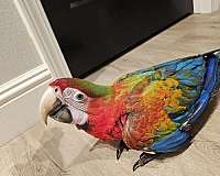 baby-bird-for-sale-in-fairfield-ca