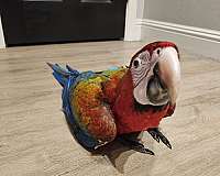 rare-bird-for-sale-in-fairfield-ca