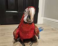 hybrid-macaw-for-sale