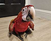 hybrid-macaw-for-sale-in-fairfield-ca