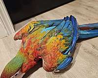 bird-for-sale-in-fairfield-ca