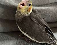 grey-bird-for-sale-in-chester-nh