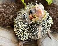 albino-bird-for-sale-in-chester-nh