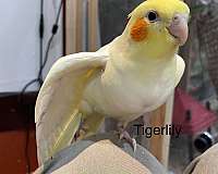 pearl-bird-for-sale-in-chester-nh
