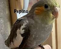 yellow-bird-for-sale-in-chester-nh