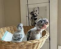 green-cheek-conure-for-sale-in-pasadena-md