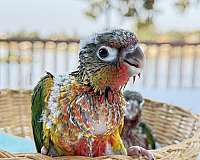 baby-bird-for-sale-in-pasadena-md